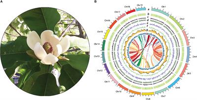 The genome of Magnolia hypoleuca provides a new insight into cold tolerance and the evolutionary position of magnoliids
